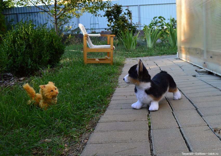 Малыш Корги — Игрушки в смешанной технике (мех и глина): Арт