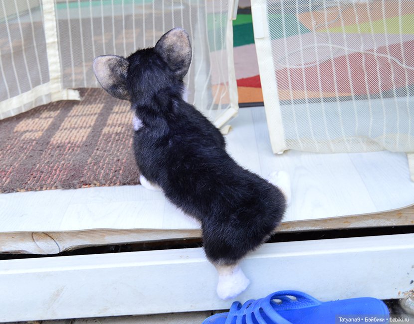 Малыш Корги — Игрушки в смешанной технике (мех и глина): Арт