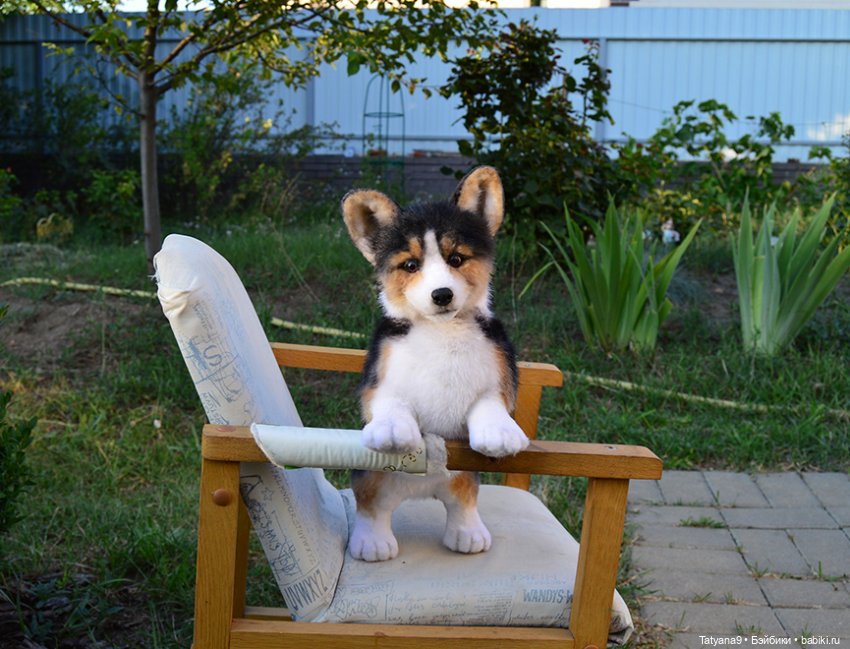 Малыш Корги — Игрушки в смешанной технике (мех и глина): Арт