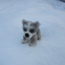 Щенок Хаски