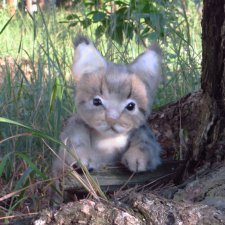 Котенок Мейн Кун