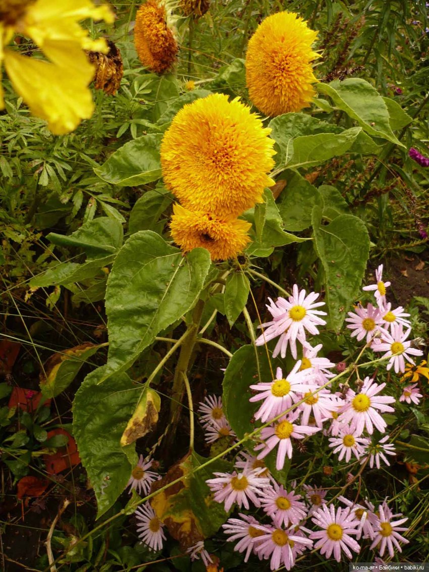 Как я была садоводом | Бэйбики Как я была садоводом — Болталка и разговоры обо всем: жизнь (фото 4)