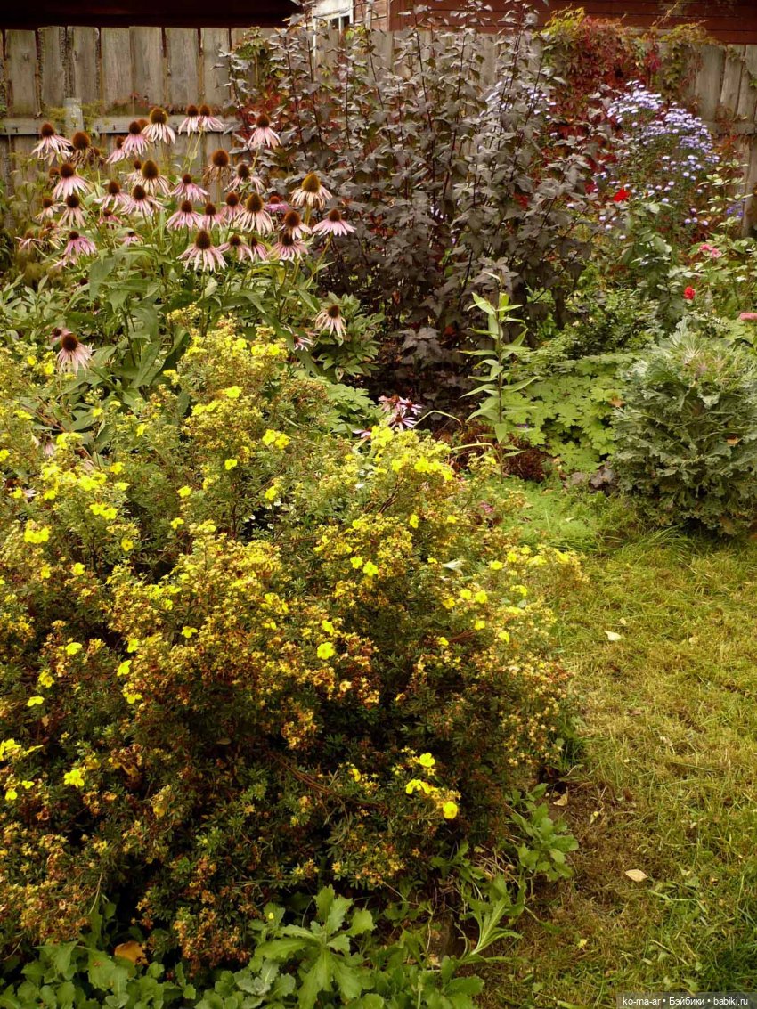 Как я была садоводом | Бэйбики Как я была садоводом — Болталка и разговоры обо всем: жизнь (фото 2)