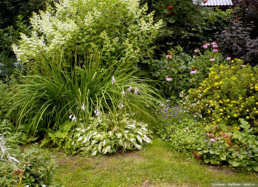 Как я была садоводом | Бэйбики Как я была садоводом — Болталка и разговоры обо всем: жизнь