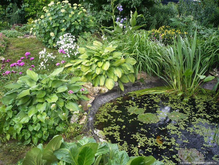 Как я была садоводом | Бэйбики Как я была садоводом — Болталка и разговоры обо всем: жизнь