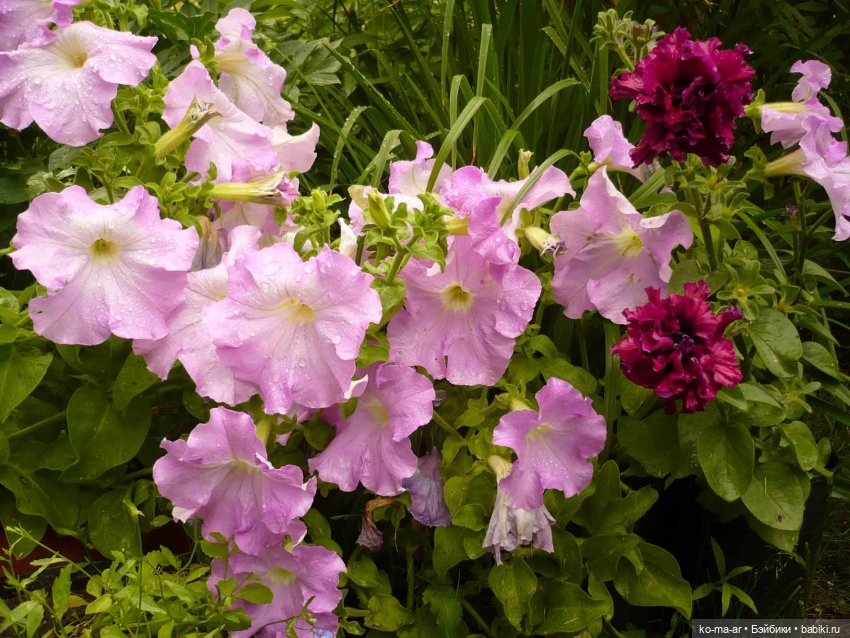 Как я была садоводом | Бэйбики Как я была садоводом — Болталка и разговоры обо всем: жизнь