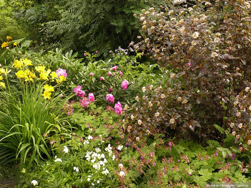 Как я была садоводом | Бэйбики Как я была садоводом — Болталка и разговоры обо всем: жизнь (фото 7)