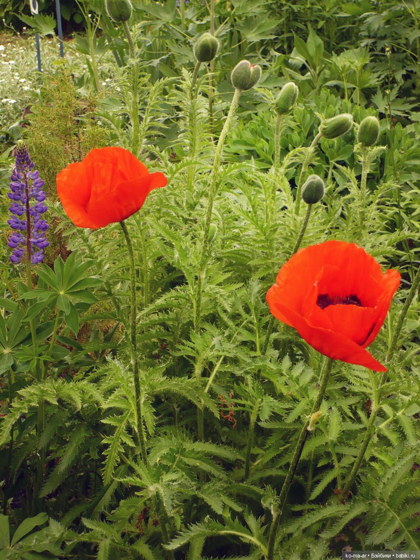 Как я была садоводом | Бэйбики Как я была садоводом — Болталка и разговоры обо всем: жизнь