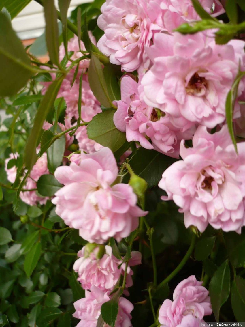 Как я была садоводом | Бэйбики Как я была садоводом — Болталка и разговоры обо всем: жизнь