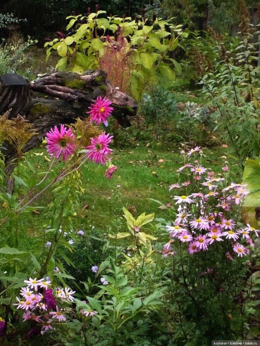 Как я была садоводом | Бэйбики Как я была садоводом — Болталка и разговоры обо всем: жизнь