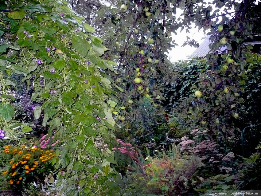 Как я была садоводом | Бэйбики Как я была садоводом — Болталка и разговоры обо всем: жизнь