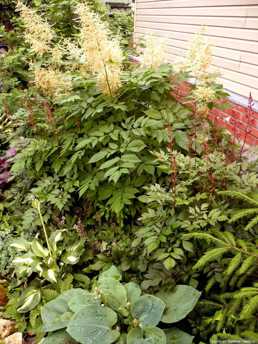 Как я была садоводом | Бэйбики Как я была садоводом — Болталка и разговоры обо всем: жизнь