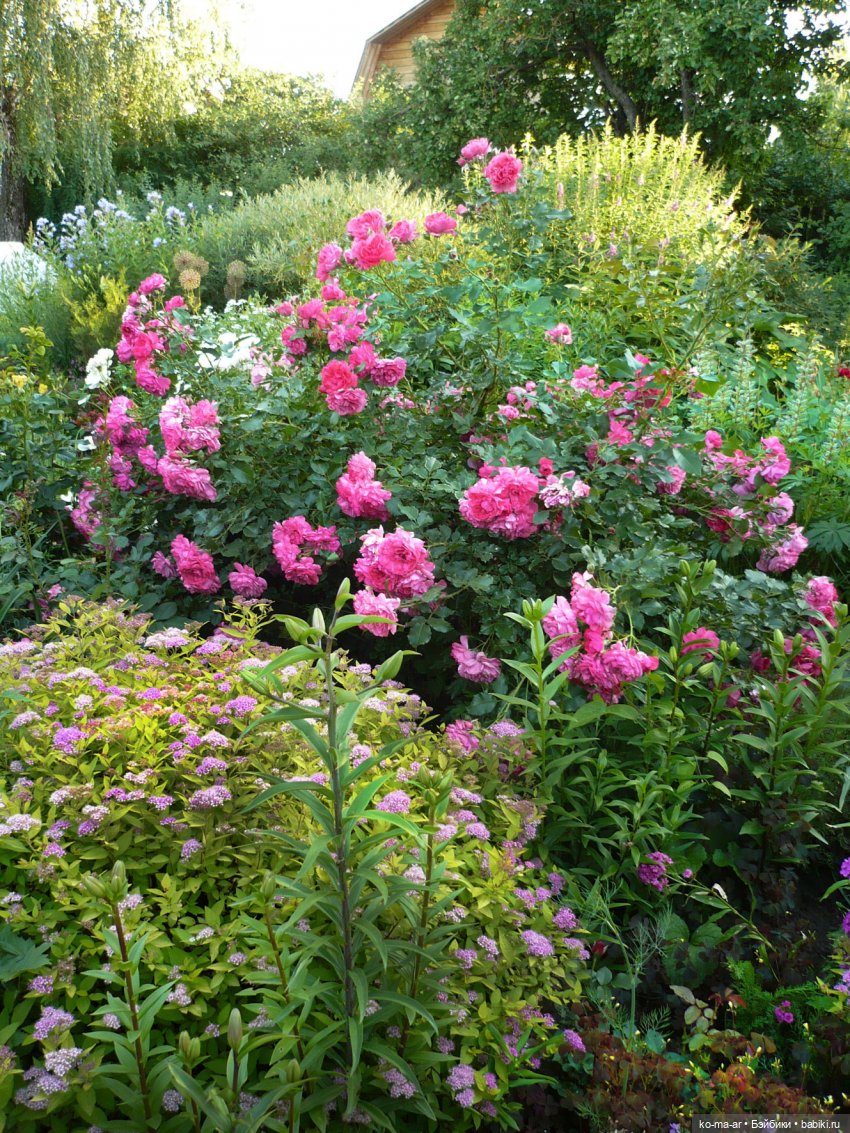 Как я была садоводом | Бэйбики Как я была садоводом — Болталка и разговоры обо всем: жизнь