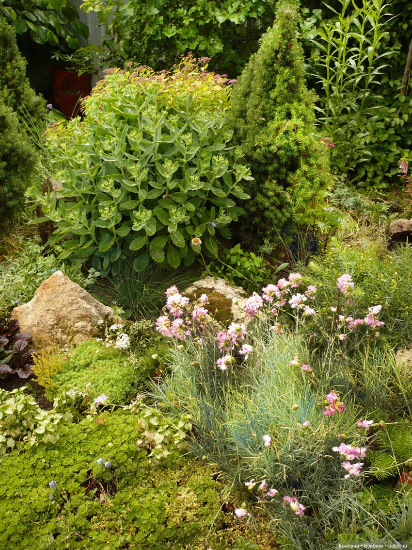 Как я была садоводом | Бэйбики Как я была садоводом — Болталка и разговоры обо всем: жизнь