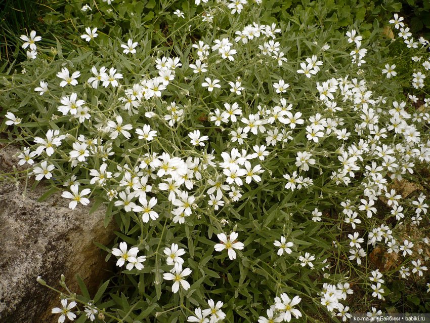 Как я была садоводом | Бэйбики Как я была садоводом — Болталка и разговоры обо всем: жизнь (фото 10)