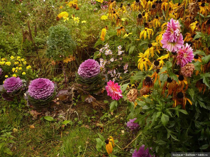 Как я была садоводом | Бэйбики Как я была садоводом — Болталка и разговоры обо всем: жизнь (фото 6)