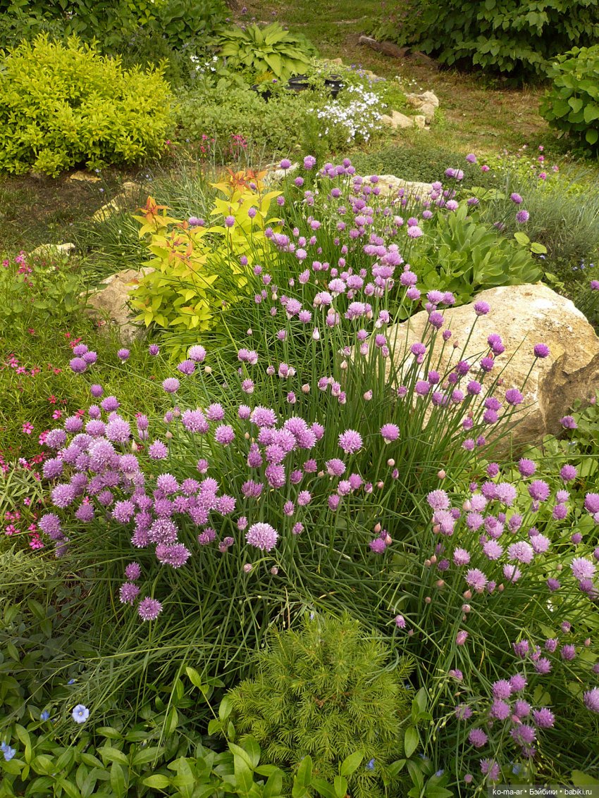 Как я была садоводом | Бэйбики Как я была садоводом — Болталка и разговоры обо всем: жизнь (фото 9)