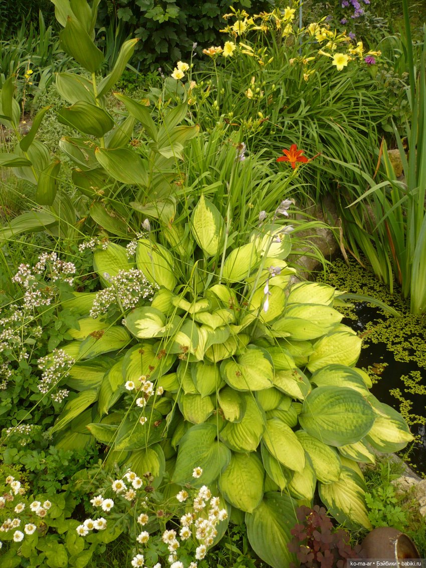 Как я была садоводом | Бэйбики Как я была садоводом — Болталка и разговоры обо всем: жизнь