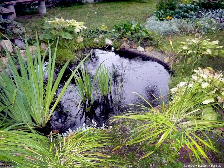 Как я была садоводом | Бэйбики Как я была садоводом — Болталка и разговоры обо всем: жизнь