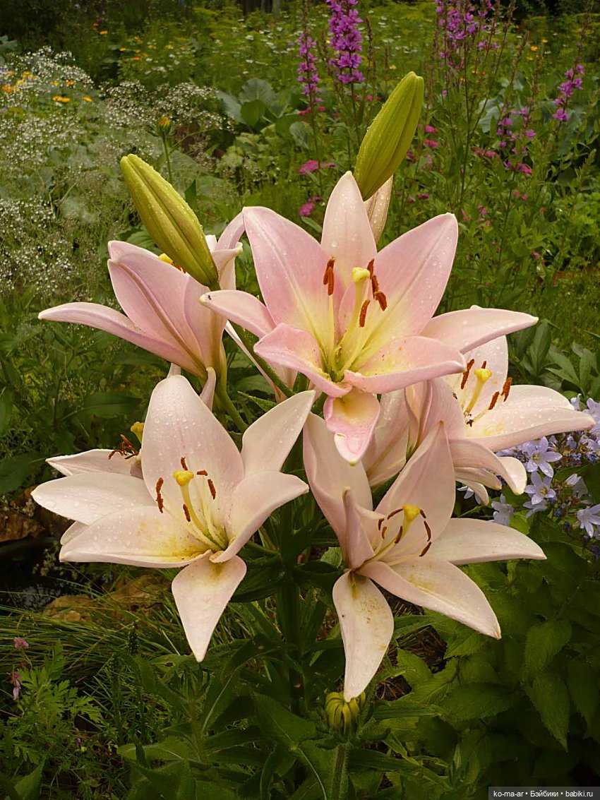 Как я была садоводом | Бэйбики Как я была садоводом — Болталка и разговоры обо всем: жизнь