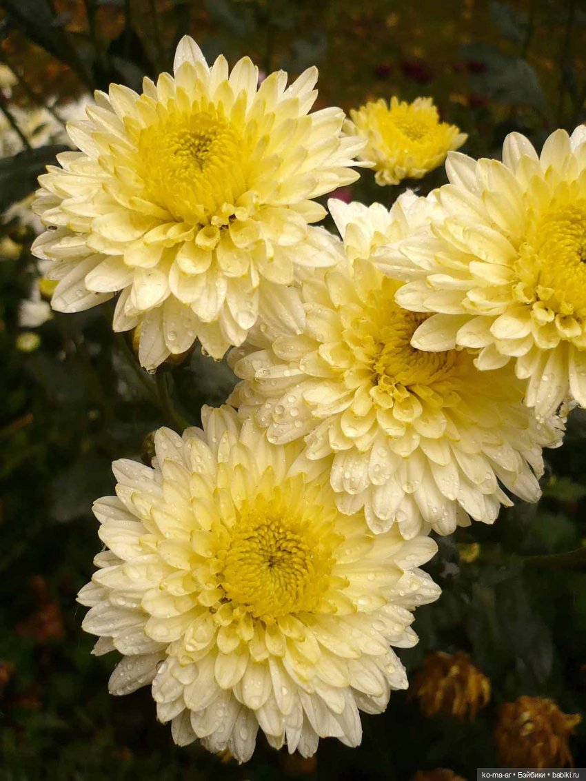 Как я была садоводом | Бэйбики Как я была садоводом — Болталка и разговоры обо всем: жизнь (фото 5)