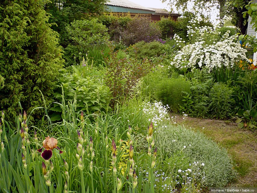 Как я была садоводом | Бэйбики Как я была садоводом — Болталка и разговоры обо всем: жизнь