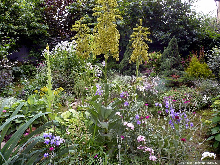 Как я была садоводом | Бэйбики Как я была садоводом — Болталка и разговоры обо всем: жизнь