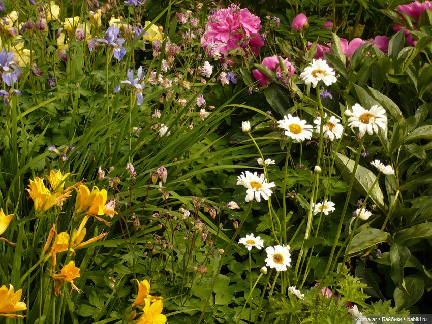 Как я была садоводом | Бэйбики Как я была садоводом — Болталка и разговоры обо всем: жизнь (фото 8)