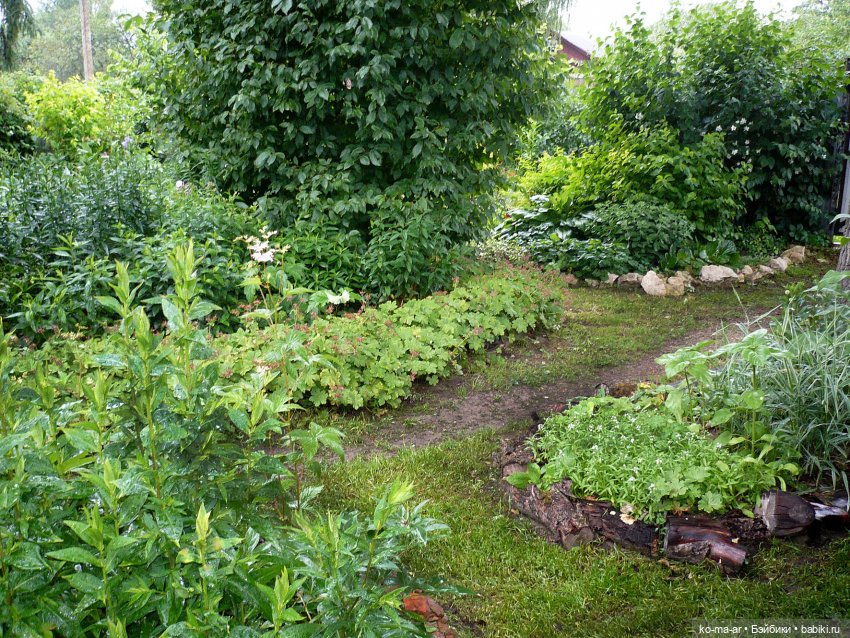 Как я была садоводом | Бэйбики Как я была садоводом — Болталка и разговоры обо всем: жизнь