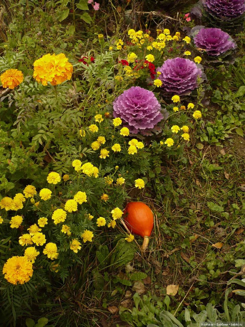 Как я была садоводом | Бэйбики Как я была садоводом — Болталка и разговоры обо всем: жизнь (фото 3)