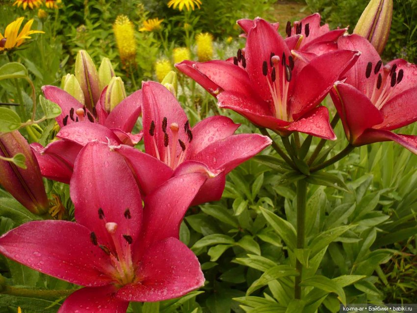 Как я была садоводом | Бэйбики Как я была садоводом — Болталка и разговоры обо всем: жизнь