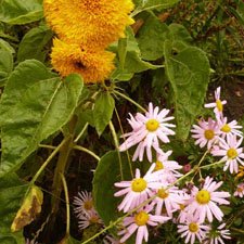 Как я была садоводом