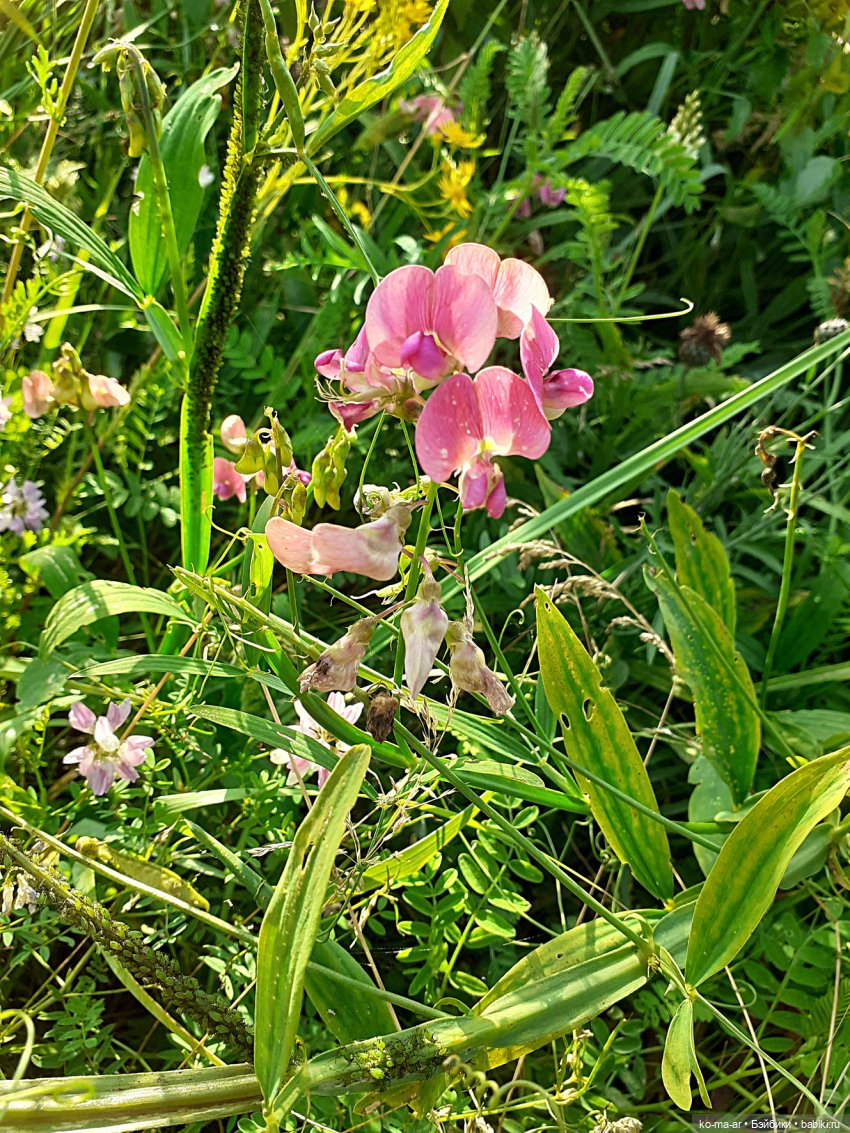 Большая прогулка маленьких человечков