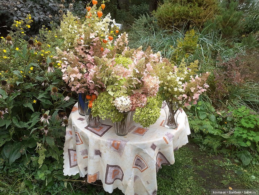 День гортензии и платья из старого сундука (фото 2)