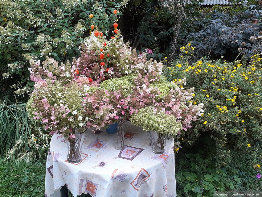 День гортензии и платья из старого сундука