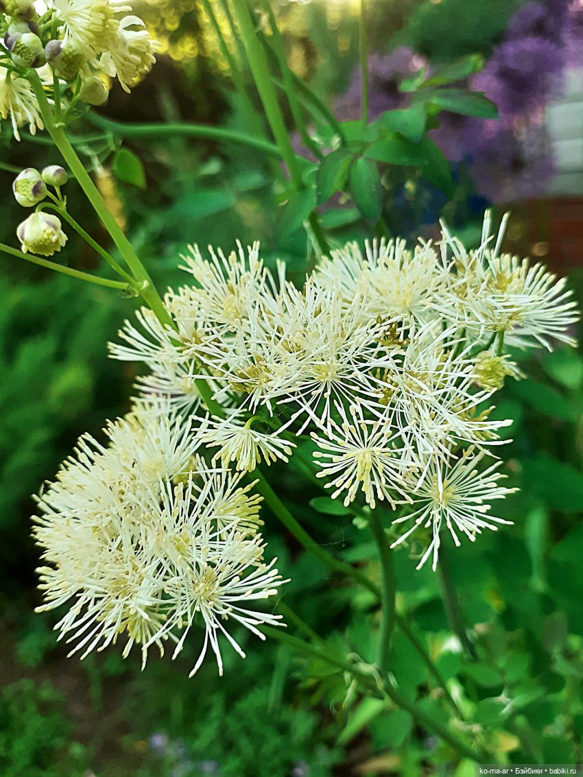Дениза продолжает марафон весеннего цветения