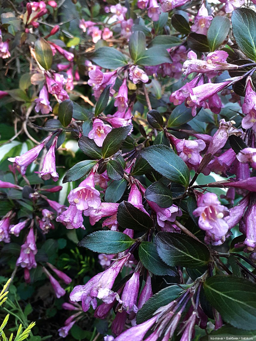 Дениза продолжает марафон весеннего цветения