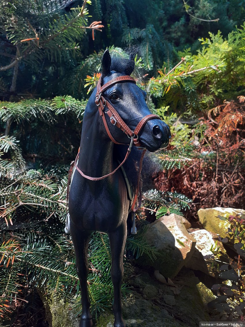 Лошадки — В мире животных: смешные фото питомцев и зверей