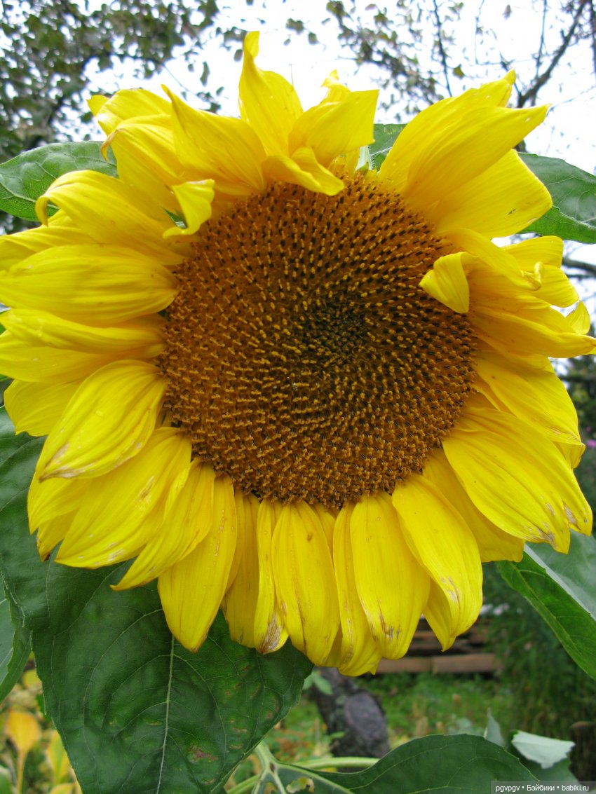 Ах, эти желтые ботинки — Игровые куклы разных производителей (Разное): редкие бренды