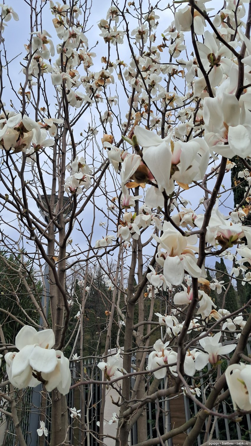 Природа Сочи в марте — Туризм и путешествия: фотоотчеты из поездок (фото 7)