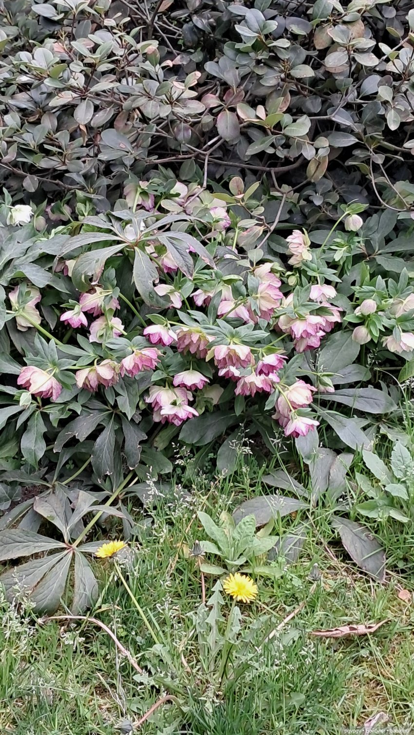 Природа Сочи в марте — Туризм и путешествия: фотоотчеты из поездок