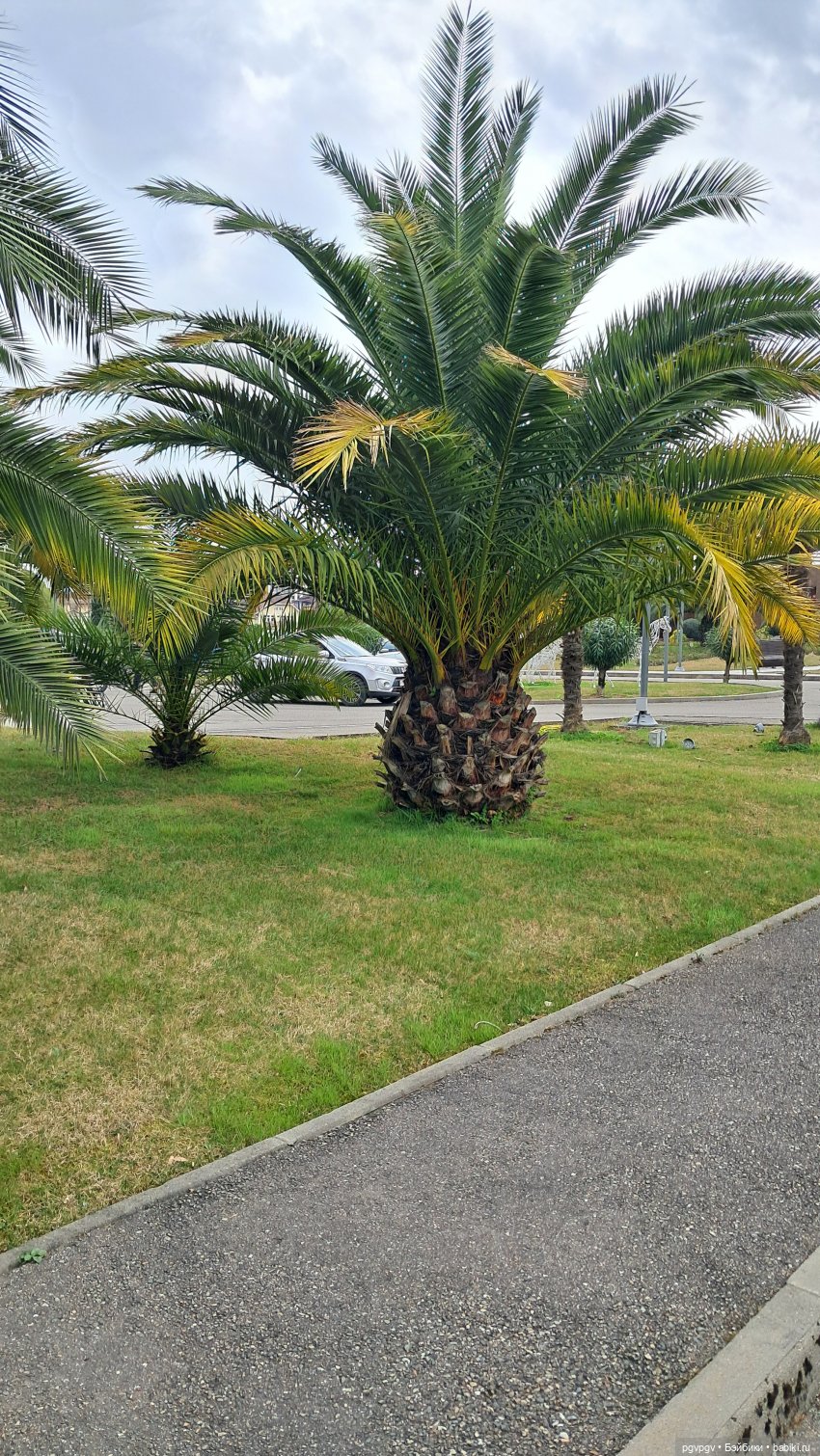 Природа Сочи в марте — Туризм и путешествия: фотоотчеты из поездок