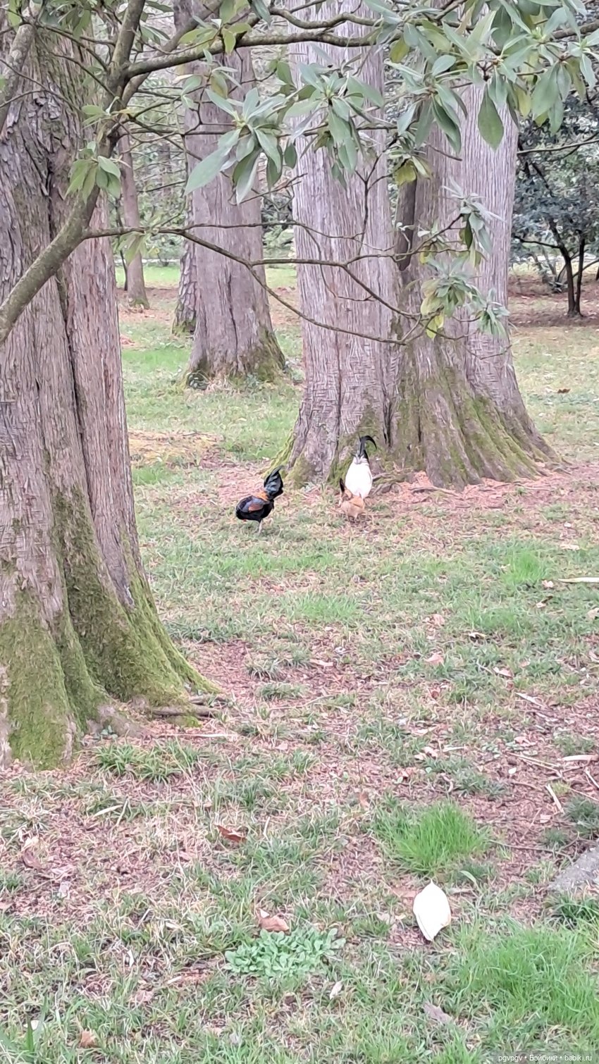 Природа Сочи в марте — Туризм и путешествия: фотоотчеты из поездок