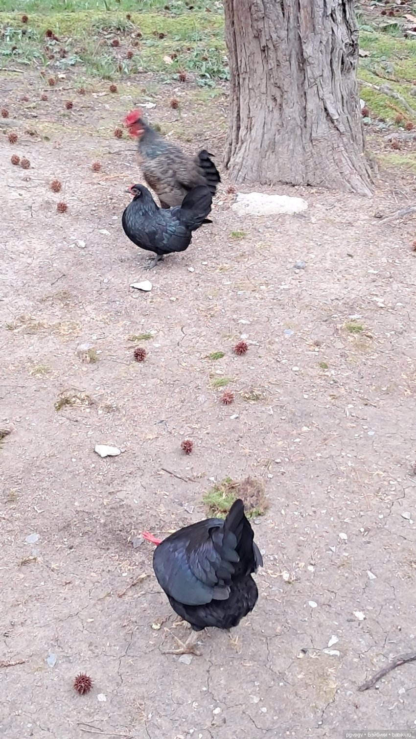 Природа Сочи в марте — Туризм и путешествия: фотоотчеты из поездок