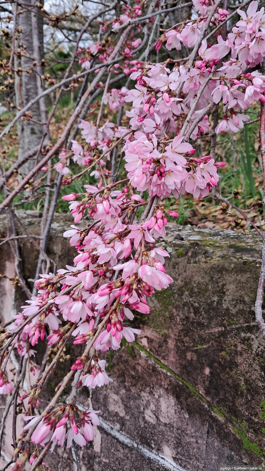 Природа Сочи в марте — Туризм и путешествия: фотоотчеты из поездок