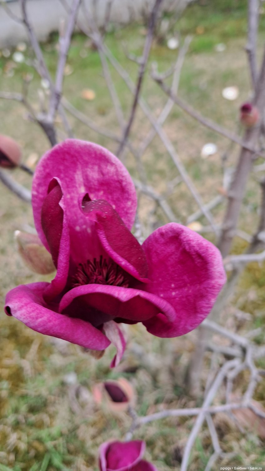 Природа Сочи в марте — Туризм и путешествия: фотоотчеты из поездок (фото 10)