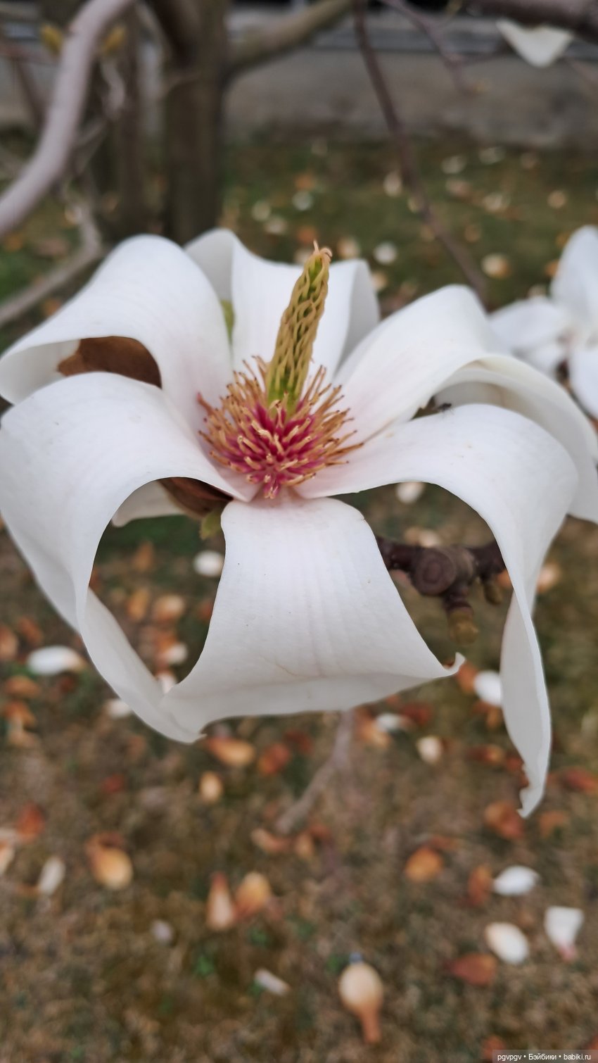 Природа Сочи в марте — Туризм и путешествия: фотоотчеты из поездок (фото 9)