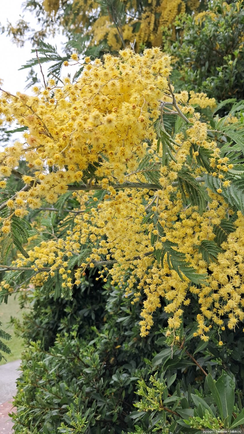 Природа Сочи в марте — Туризм и путешествия: фотоотчеты из поездок (фото 4)