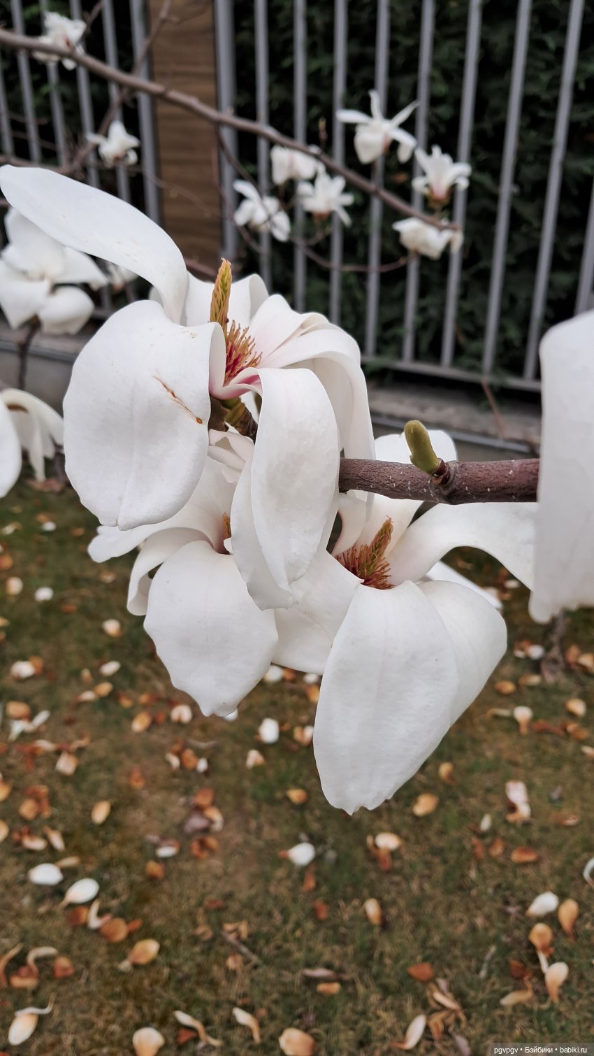 Природа Сочи в марте — Туризм и путешествия: фотоотчеты из поездок (фото 8)