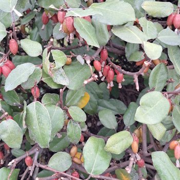 Природа Сочи в марте...